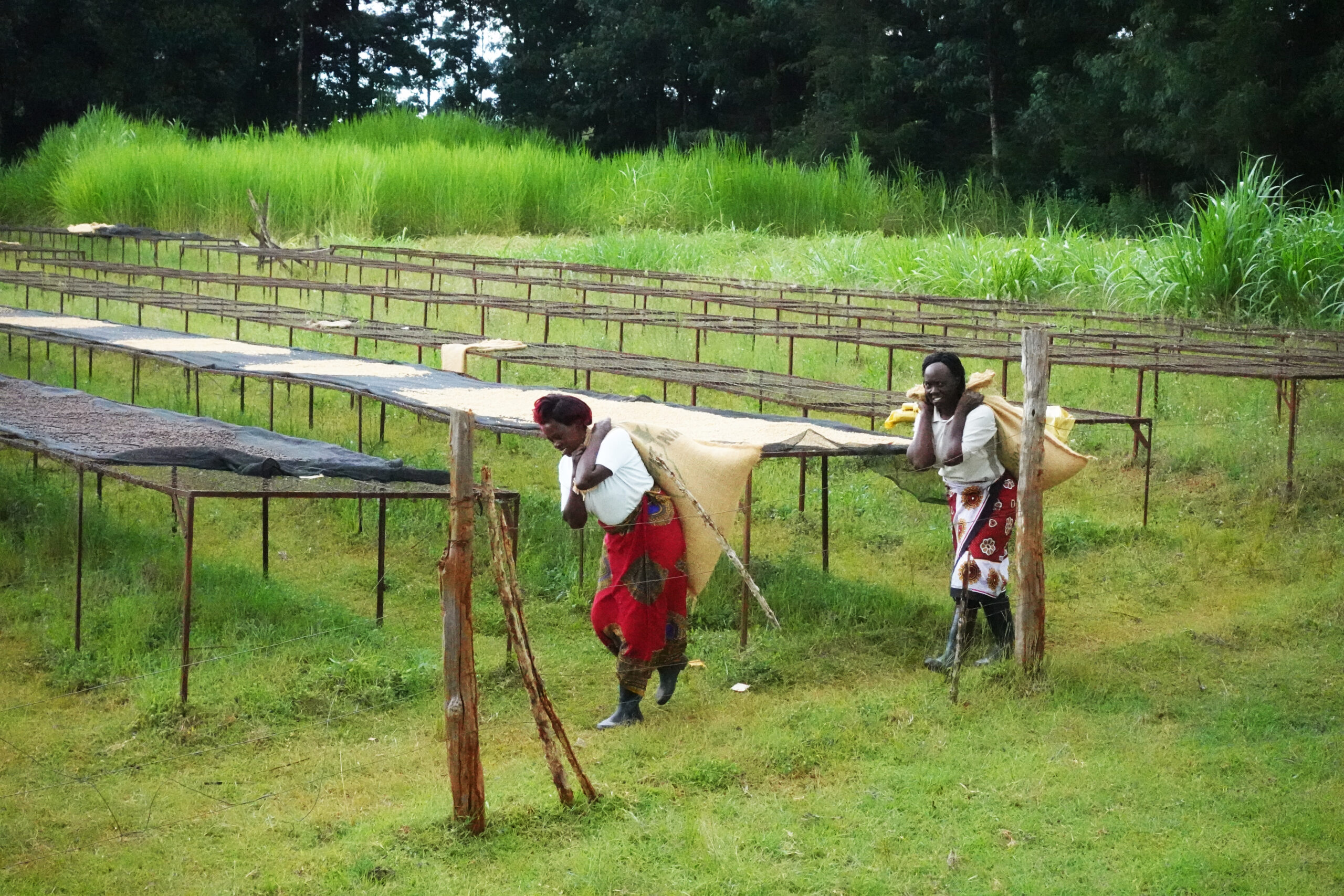 Thunguri AB - Kenya 1kg - Bilde 4